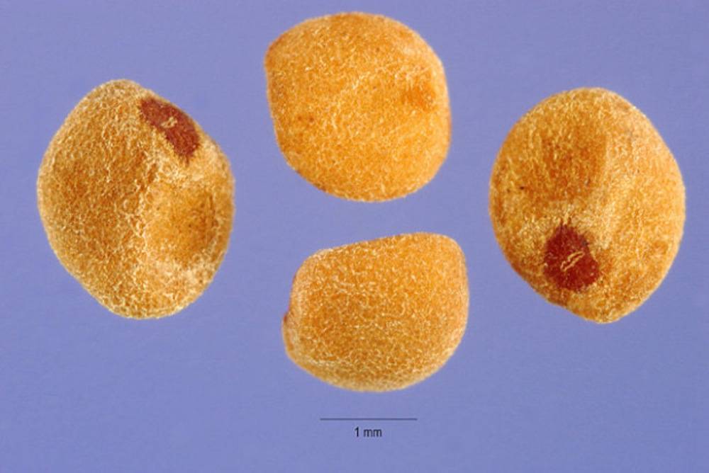 Steve Hurst. ARS Systematic Botany and Mycology Laboratory. Steve Hurst @ USDA-NRCS PLANTS Database